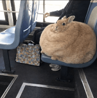 Fat Bunny GIF