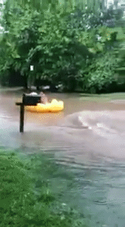 Coastal-flood-warning GIFs - Get the best GIF on GIPHY