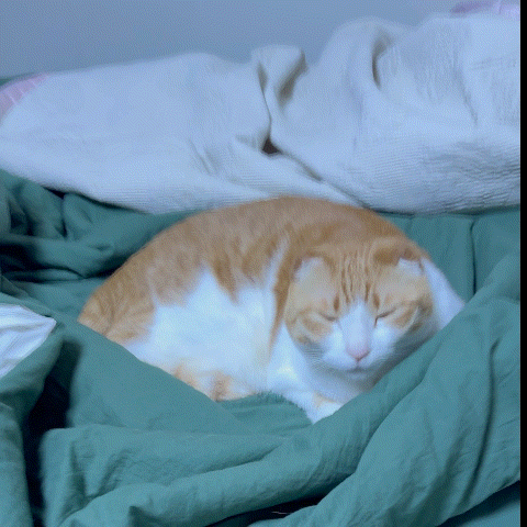 Cat GIF