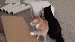 cat funny cats GIF