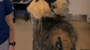 Sea Otter Oops GIF by Aquarium of the Pacific