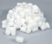 Cute Baby Animal Gifs Get The Best Gif On Giphy