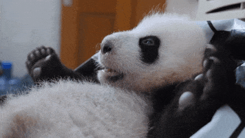 Happy Panda GIF by BBC Earth