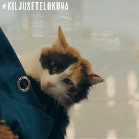 Kissa Ulkoilee GIFs - Get the best GIF on GIPHY