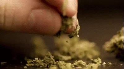Weed Drugs GIF