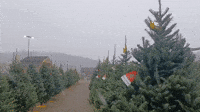 Light Snow Adds Holiday Spirit to Pennsylvania Christmas Tree Farm