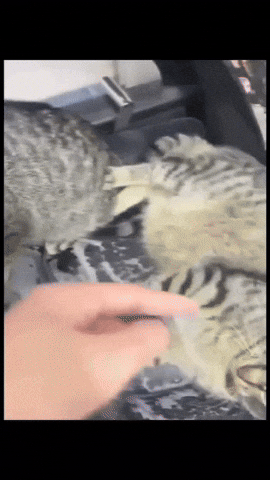 Cat Meme GIF