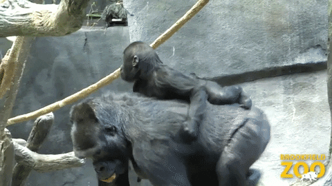 Baby I Have To Go GIF by Brookfield Zoo - Find & Share on GIPHY