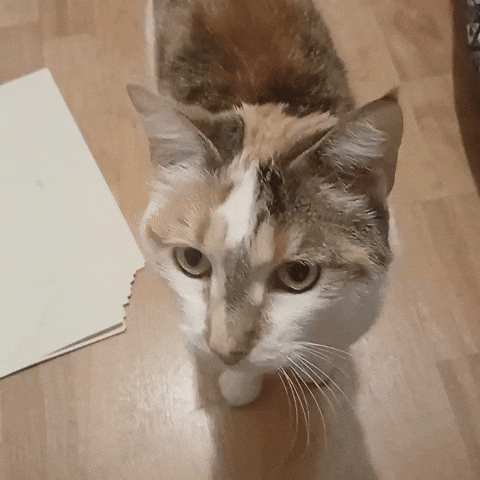 Cute Cat GIF