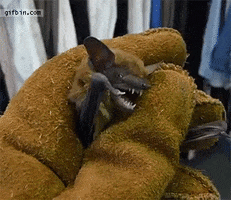 creepy bat GIF