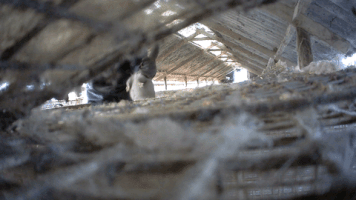 benoitvandenbroeck fashion fur animal rights fur coat GIF