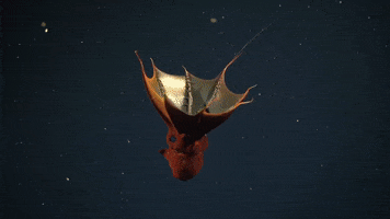 Vampire Squid GIF by OctoNation® The Largest Octopus Fan Club!