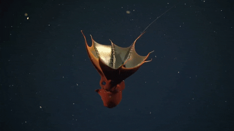 vampire squid glowing