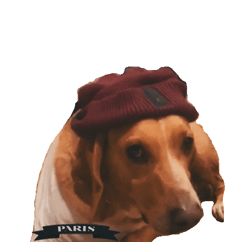 Paris Wtf Sticker by Viral Music Group Company