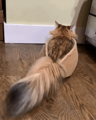 Stay Home Cat Tail GIF