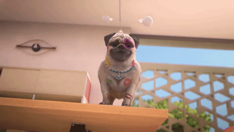 Laughing Pug Gifs Get The Best Gif On Giphy Laughing Pug Gifs Get The Best Gif On Giphy