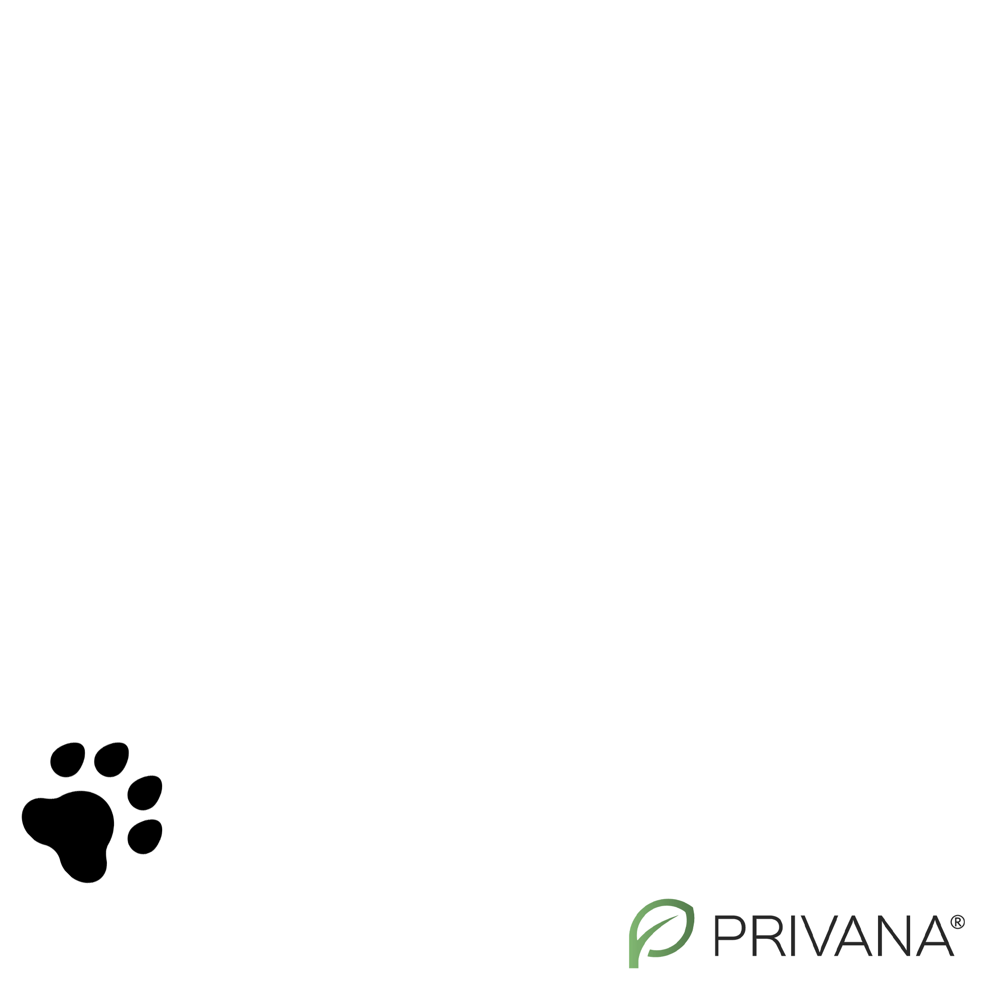 Paws Footsteps Sticker by for iOS & Android GIPHY