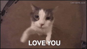 I Love You Cat GIF by swerk
