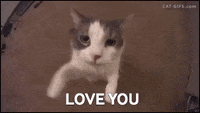 I Really Love Cats Gifs Get The Best Gif On Giphy