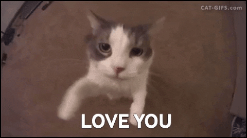 Cat saying I love you after getting herbs for love catnip