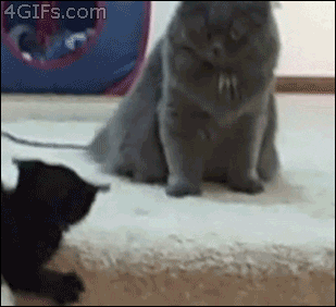 giphy.gif?cid=790b76115cfd64f86a416d5a4dbee015&rid=giphy.gif