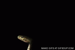 snake attack gif