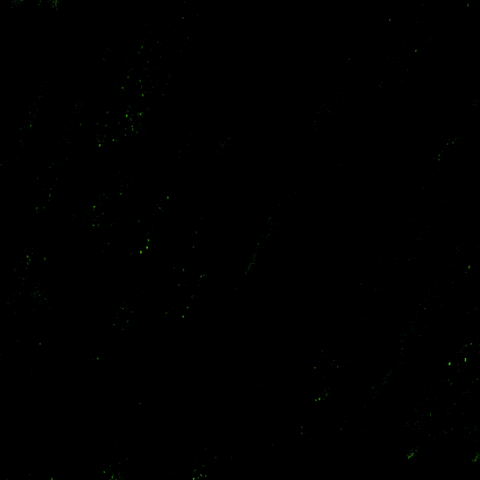 Digital art gif. In bright green, all-caps font, words appear in front of us that read "End marijuana arrests, end marijuana injustice, end marijuana convictions," against a black background.