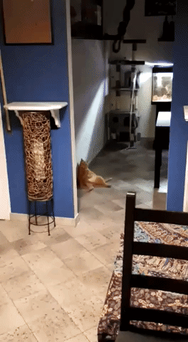 Drunk Cats GIF