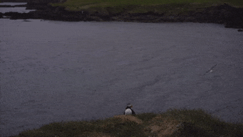 Iceland Puffin GIF by Chris