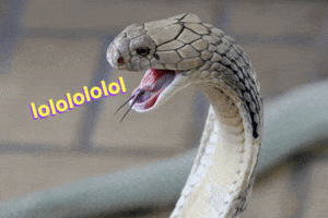jonnys_world lol snek funny joke snake GIF