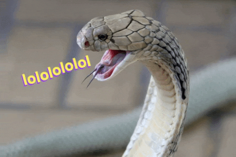 funny snake gif