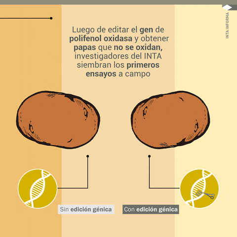 Potato GIF