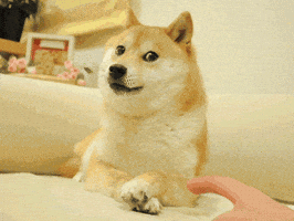Photo gif. Photo of Doge is edited with a finger scratching him and he begins to stare at the finger as he gets more annoyed. Text, "STAHP."