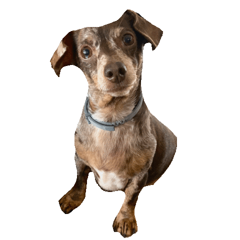 Sticker by Kristin Coffey Pressley