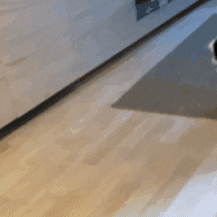 Cat Running GIF