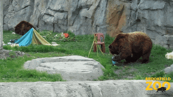 Camp Camping GIF by Brookfield Zoo