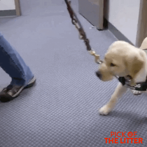 puppy aww GIF by Signature Entertainment