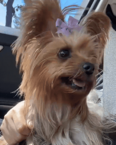 Dog Panting GIF