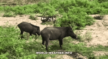 Sri Lanka Safari GIF by world-weather.ru