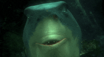 finding nemo pizza GIF by Disney Pixar