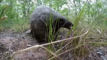 Pangolin GIF