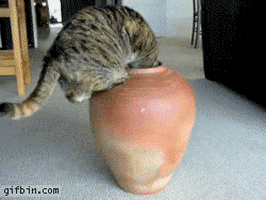 vase crawls GIF