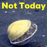 not happening veined octopus GIF by OctoNation® The Largest Octopus Fan Club!