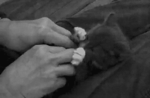 Puppy Surised Kitty GIF - Find & Share on GIPHY