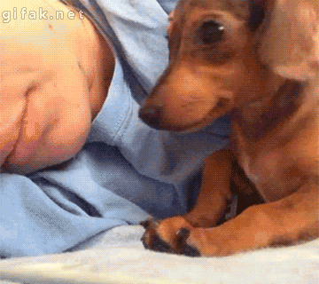 dog snuggling up to its human for a nap