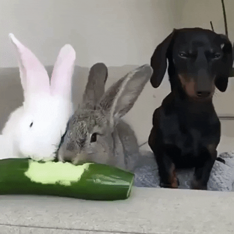 dog bunny GIF by JustViral.Net