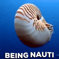 Nautilus GIF - Nautilus - Discover & Share GIFs