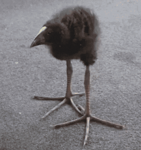 Bird Charcoal GIF by USC Esports