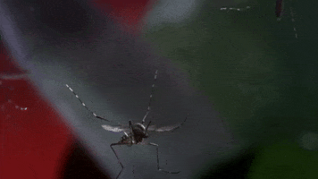 Mosquito GIF by Discovery