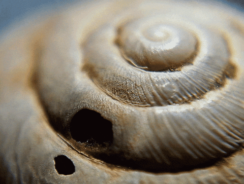 oc shell GIF